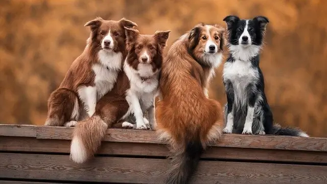 Which Is Most Loyal Dog Breed