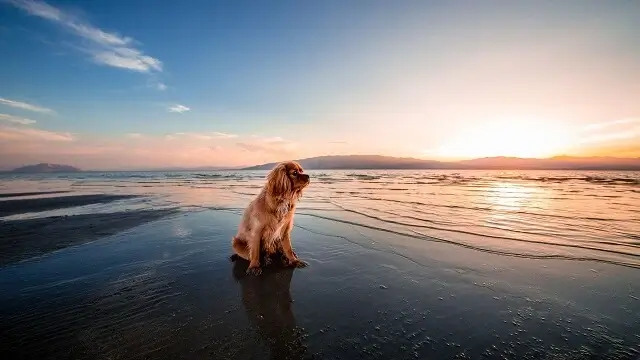 Dog Friendly Beaches near me