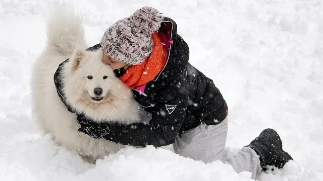 Eskimo Dog Temperament
