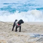 Dog Friendly Beaches-TOP 20 Dog-Friendly Beaches In USA