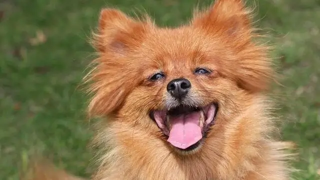 Benefits Of Dog Laughter