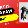 Dog Paw Print