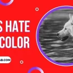 What Colours Do Dogs Hate?