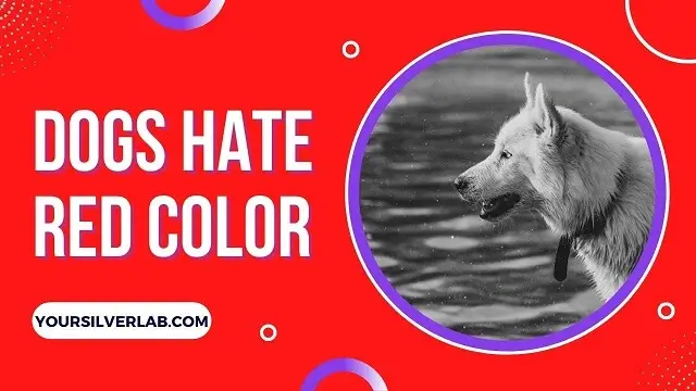 What Colours Do Dogs Hate
