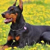 Most Expensive Dog Breeds