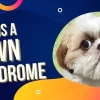 A Down Syndrome Dog