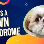 What Is A Down Syndrome Dog?