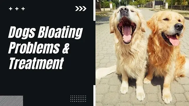 Bloat Problems in Dogs