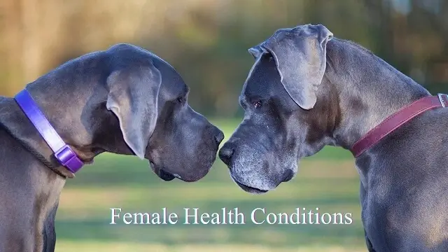 Female Health Conditions:
