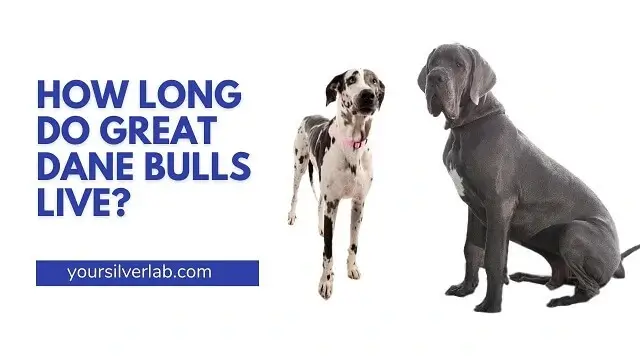 How Long Do Great Dane Bulls Live