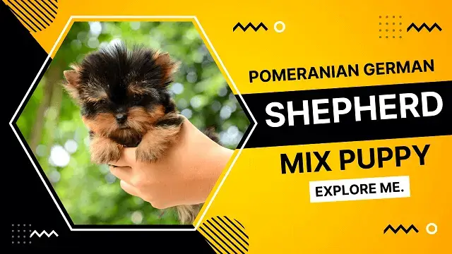 Pomeranian German Shepherd Mix Dog
