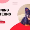 Teacup Dogs Training Patterns