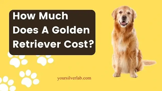 How Much Does A Golden Retriever Cost 