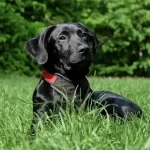 Labrador Handlers: Which are the Best Schools That Teach Training?  