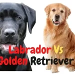 Labrador Versus Golden Retriever-Which Dog Is Right For You?