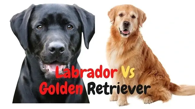 Labrador Versus Golden Retriever