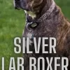 Boxer Lab Mix Puppy