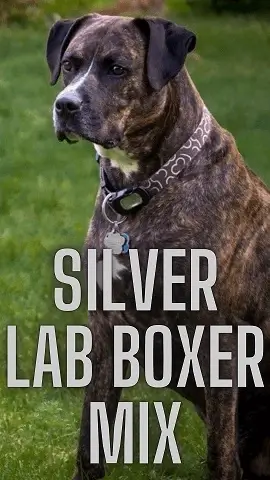 Boxer Lab Mix Puppy