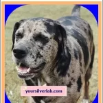 Catahoula Pit Mix Puppies for Sale-Facts Guide