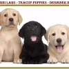 miniature Labradors