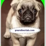 White Pug: A Complete Guide about Black and White Pug Breeds