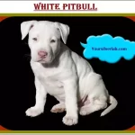 White Pitbull Puppies for Sale