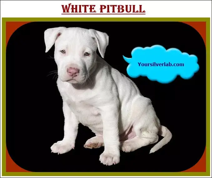 White Pitbull Puppies for Sale