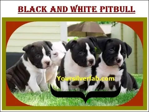 Mixed Pitbull Puppies