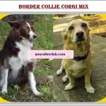 Corgi Collie Mix Puppy