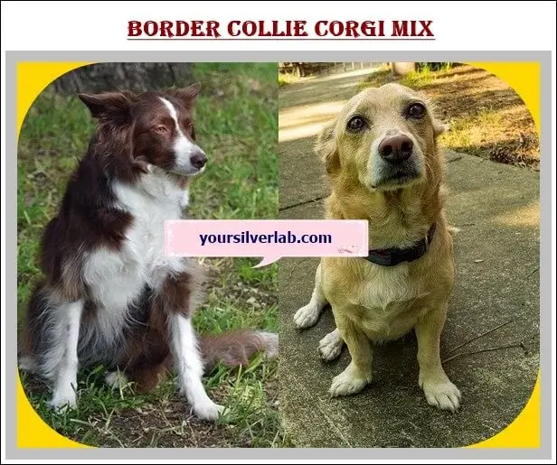 Corgi Collie Mix Puppy