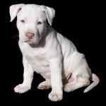 Are White Labs Rare [The Mysterious Brewery]