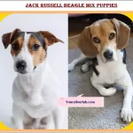 Jack Russell Beagle Mix [Jackabee Ultimate Owner's Guide 2022]
