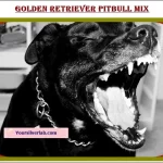 Retriever Pitbull Mix Black