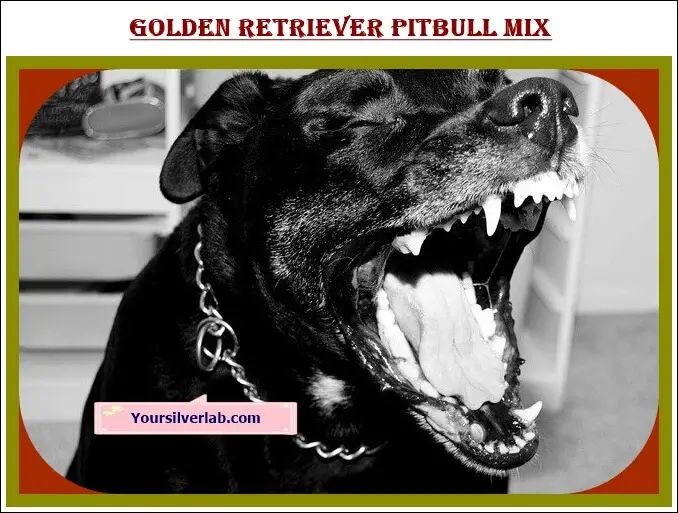 Retriever Pitbull Mix Black