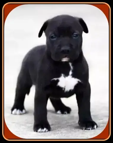 Black Pitbull Puppies for Sale