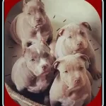 How Many Puppies Can a Pitbull Have in First Litter?