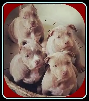 How Many Puppies Can a Pitbull Have 