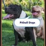 Black Pitbull Puppies for Sale [07 Best Breeders of 2022]