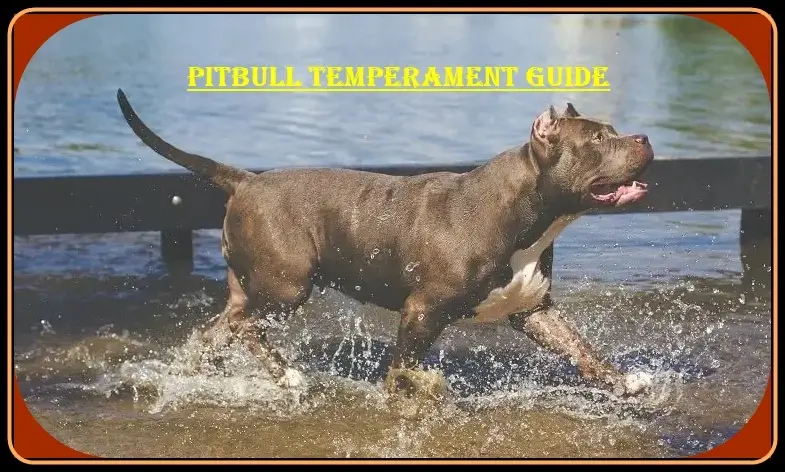 Pitbull Puppies for Sale Training